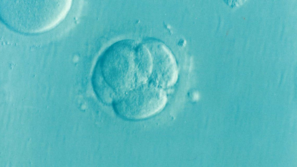 Expertos en reproducción asistida apuestan por la transferencia de un único embrión para evitar embarazos múltiples no deseados
