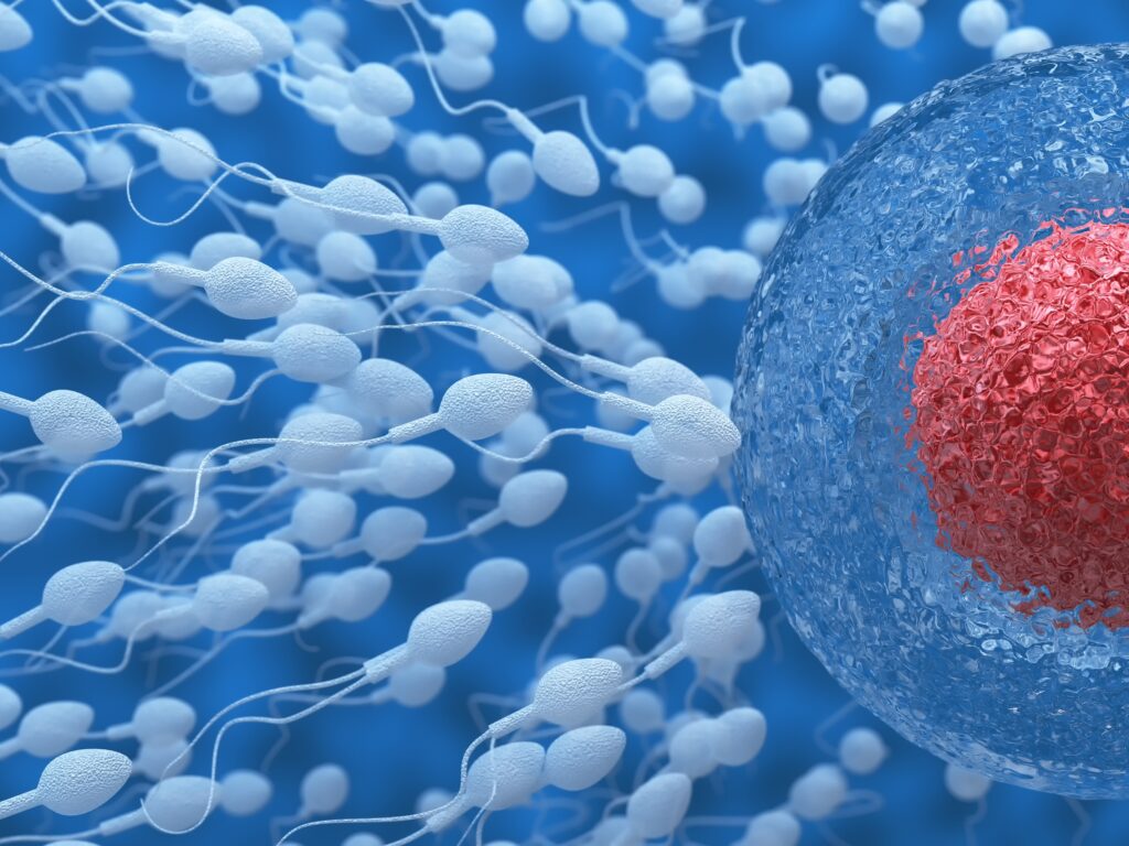 El estudio dinámico del ADN del semen aumenta el éxito de los tratamientos de reproducción asistida
