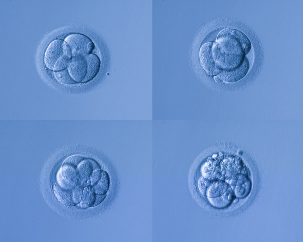 Las etapas del desarrollo embrionario