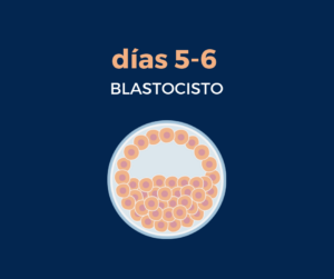 Blastocisto