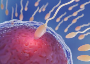 espermatozoide-fertilidad-valencia